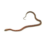 Scaleless Corn Snake