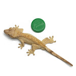 Brindle Crested Gecko