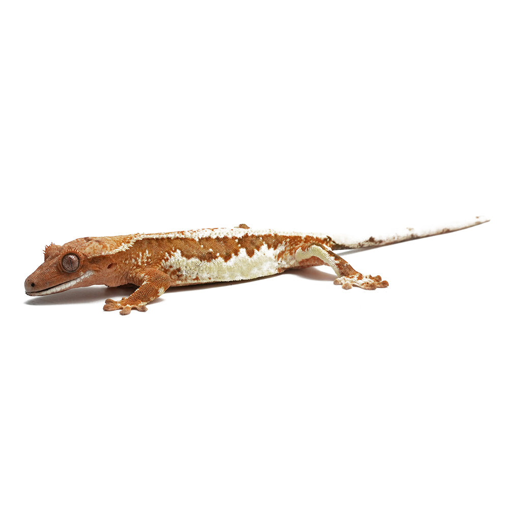 Lilly White Crested Gecko