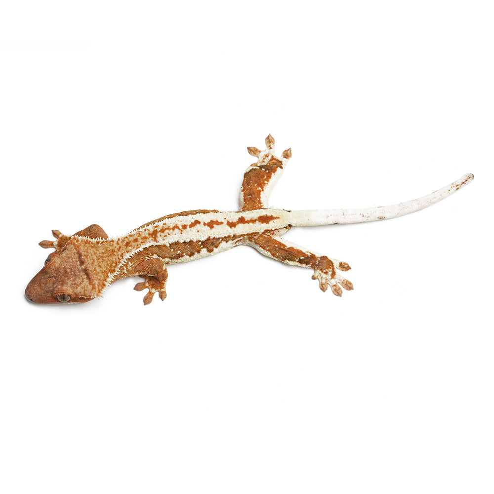 Lilly White Crested Gecko