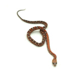 Scaleless Corn Snake