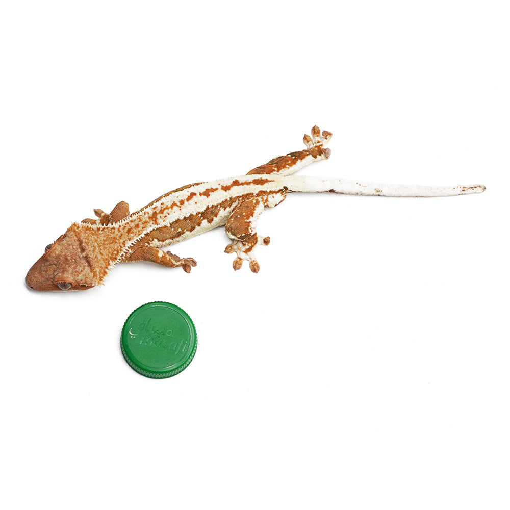 Lilly White Crested Gecko