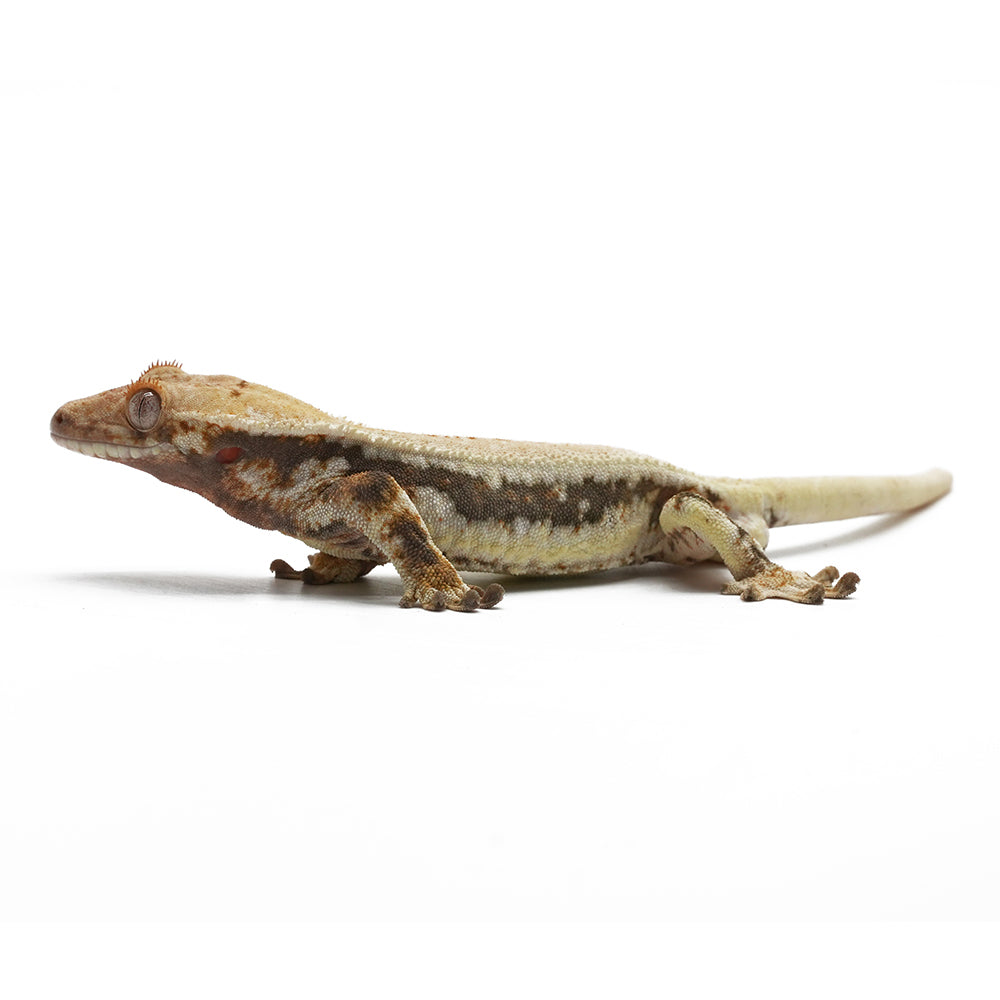 Lilly White Crested Gecko
