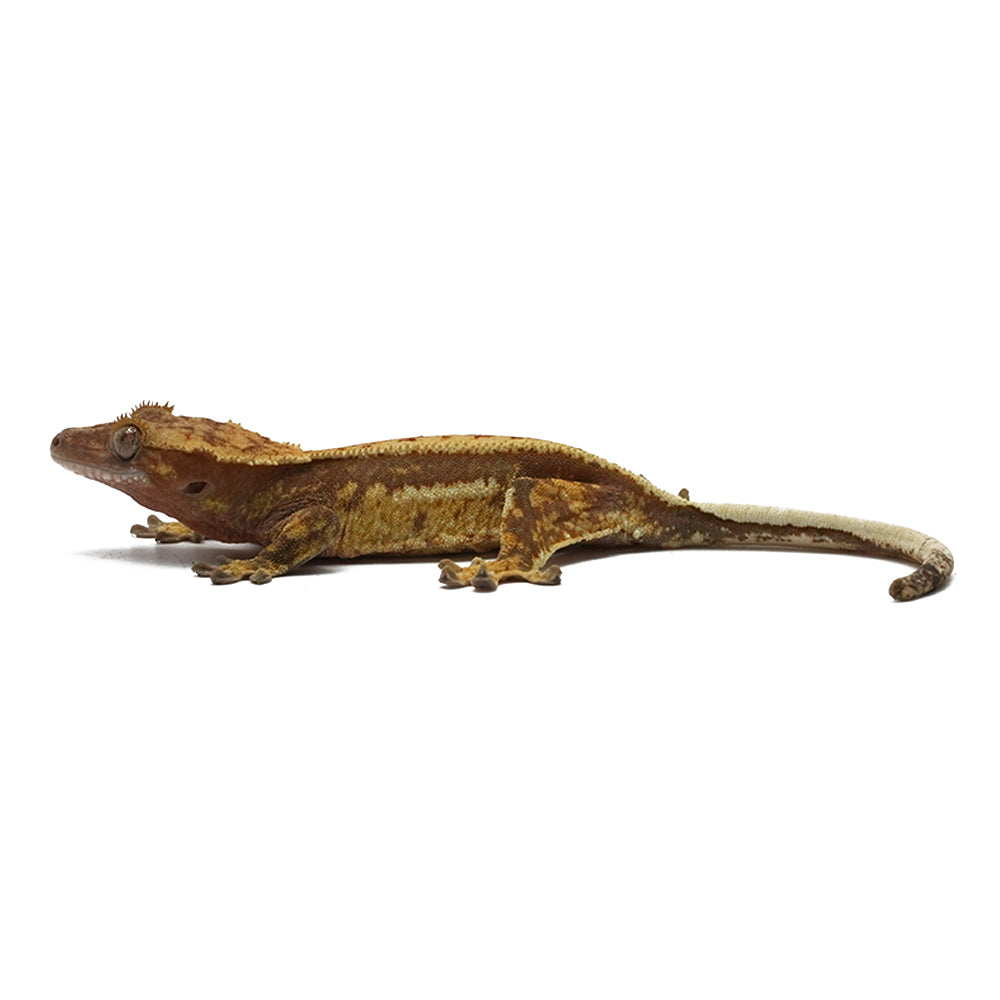 Mixed Morph Crested Gecko