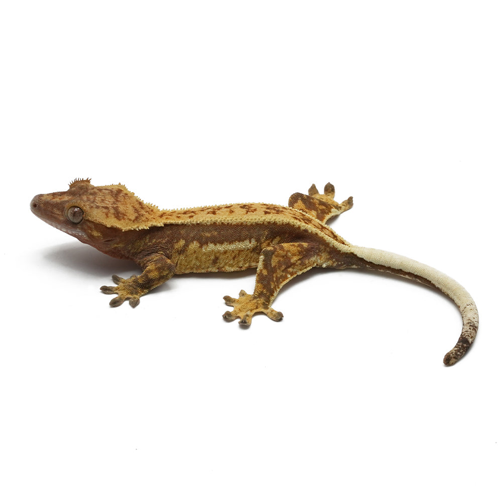 Mixed Morph Crested Gecko
