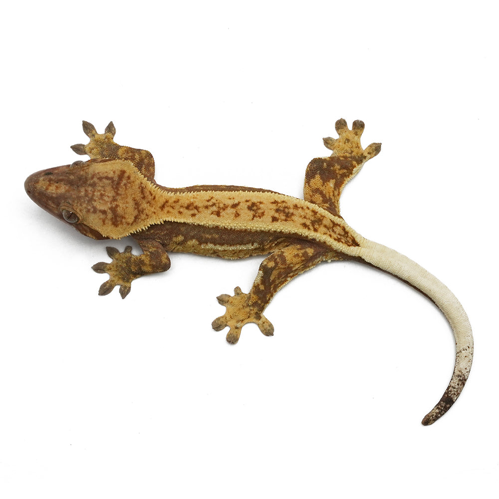 Mixed Morph Crested Gecko