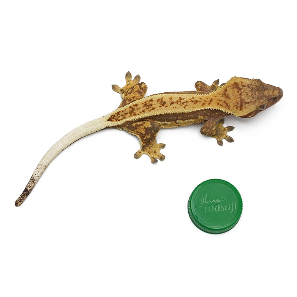 Mixed Morph Crested Gecko
