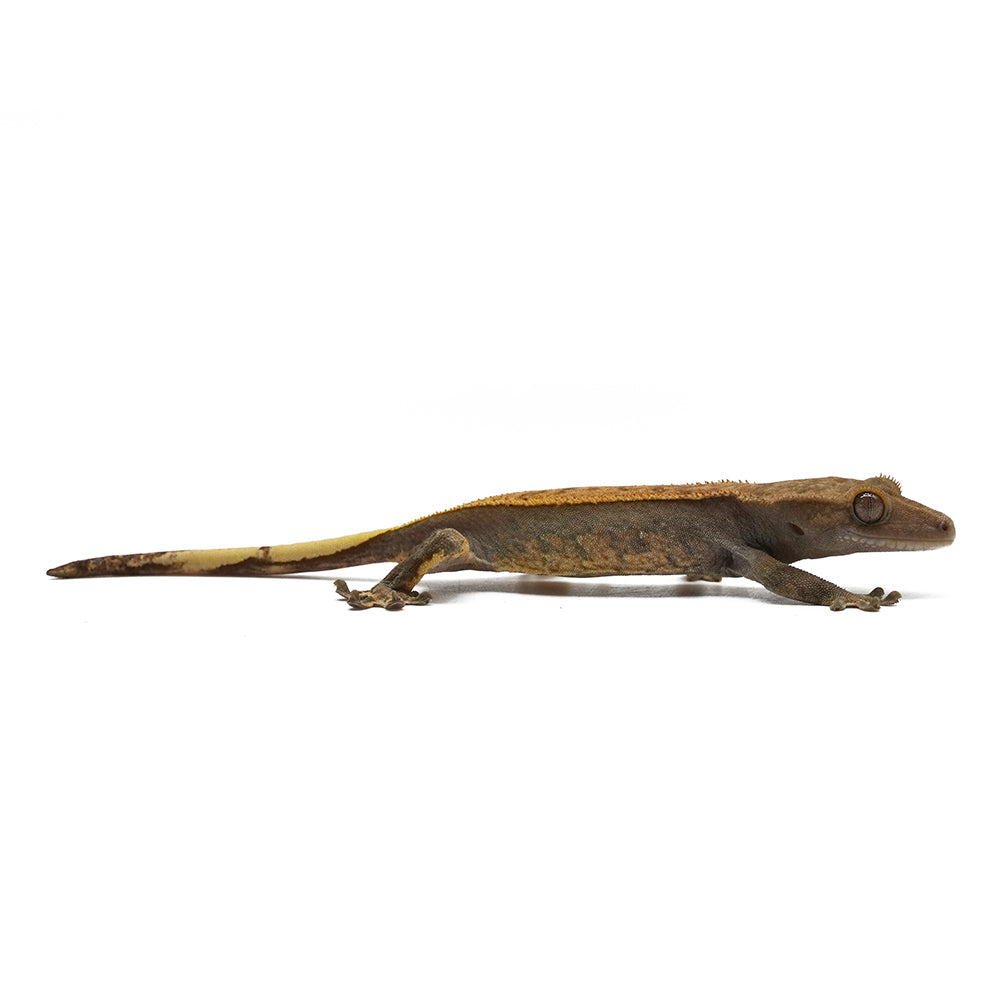 Mixed Morph Crested Gecko