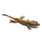 Harlequin Crested Gecko