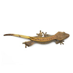 Harlequin Crested Gecko