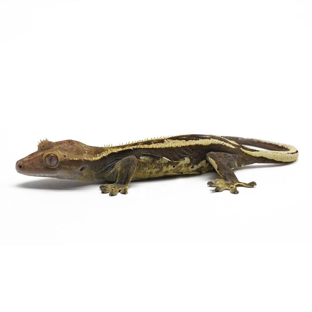 Full Pinstripe Crested Gecko