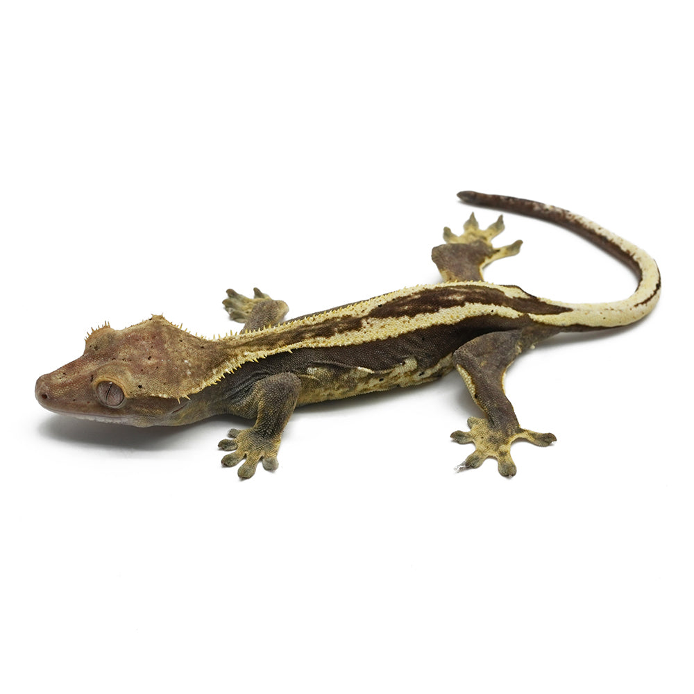 Full Pinstripe Crested Gecko