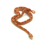 Albino Motley Corn Snake