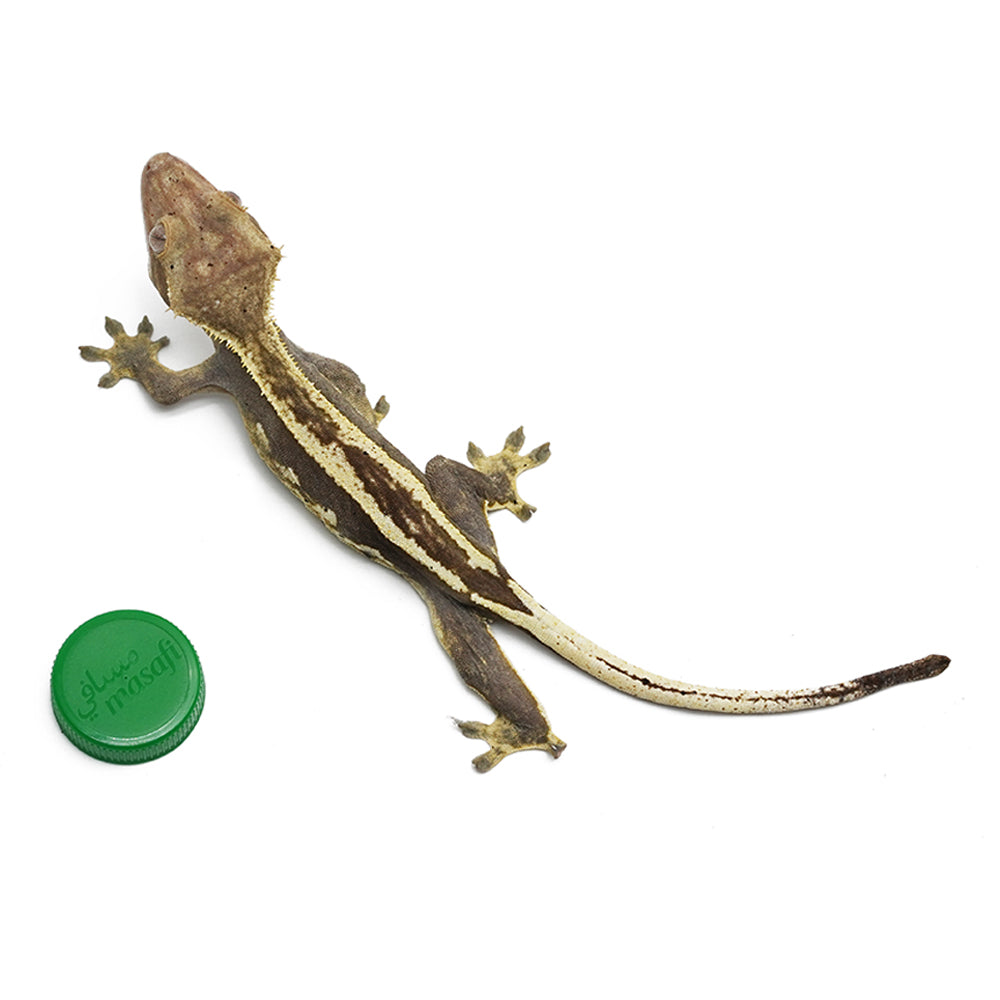 Full Pinstripe Crested Gecko