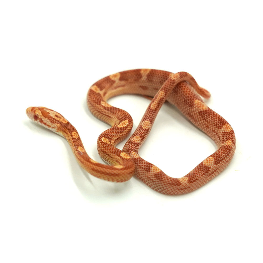 Albino Motley Corn Snake