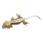 Lilly White Crested Gecko
