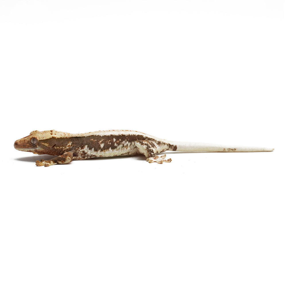 Lilly White Crested Gecko