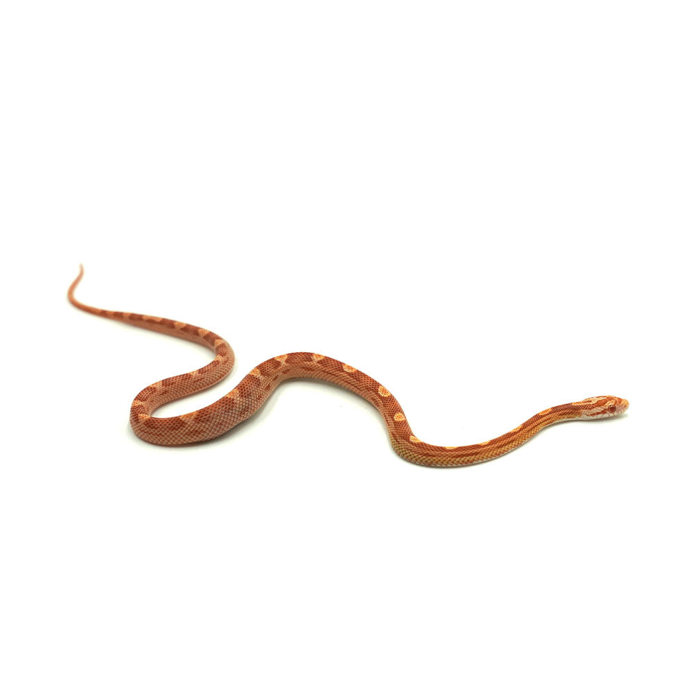 Albino Motley Corn Snake