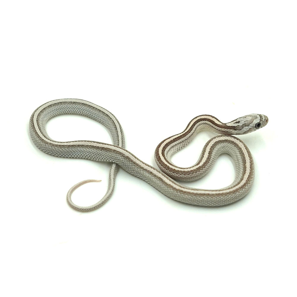 Anery Stripe Corn Snake