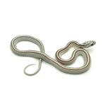 Anery Stripe Corn Snake