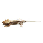 Lilly White Crested Gecko
