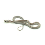 Anery Stripe Corn Snake