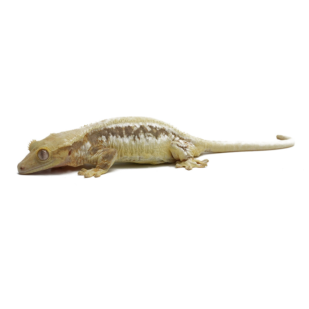 Lilly White Crested Gecko