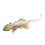 Lilly White Crested Gecko