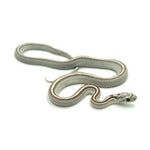 Anery Stripe Corn Snake