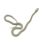 Anery Stripe Corn Snake
