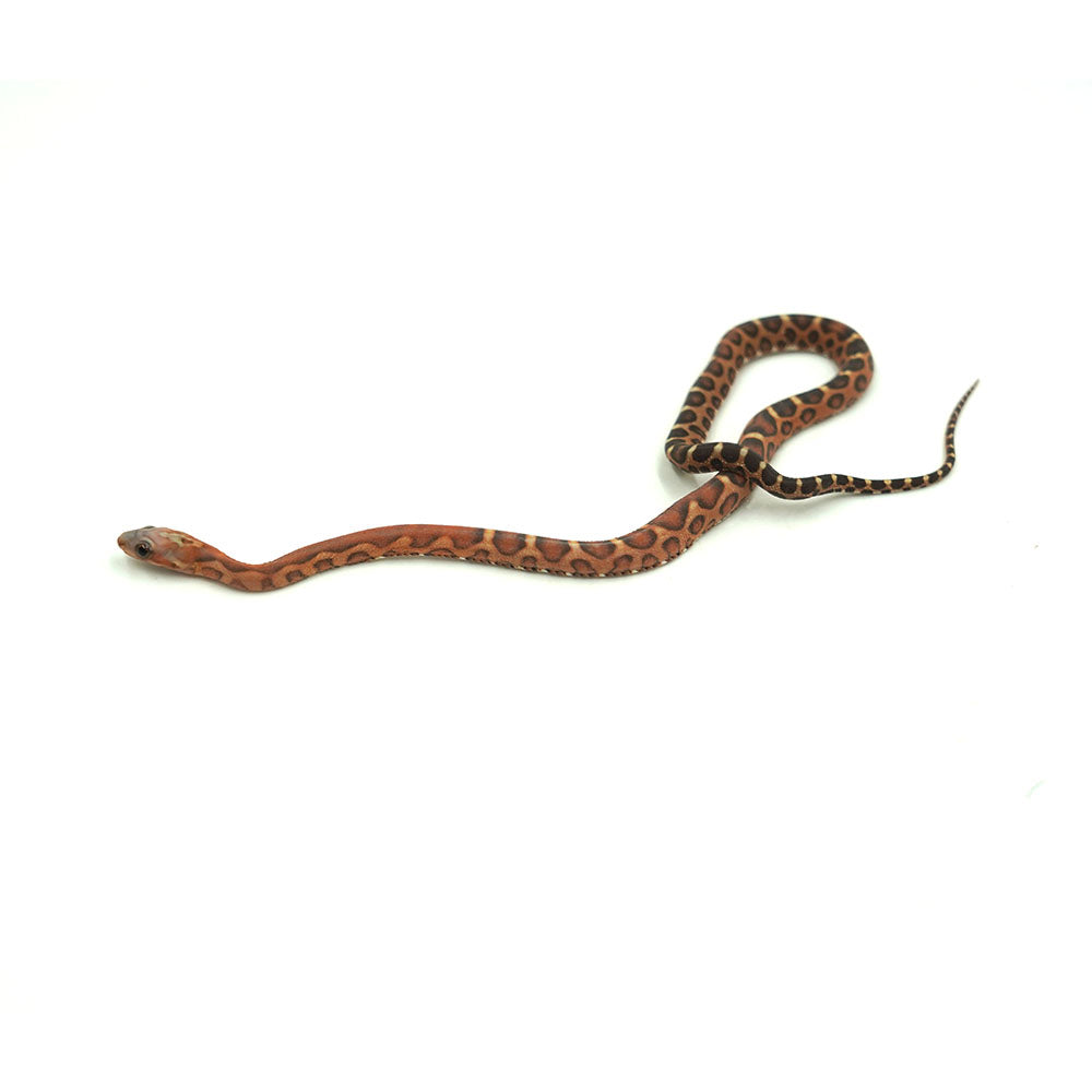 Scaleless Corn Snake