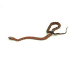 Scaleless Corn Snake
