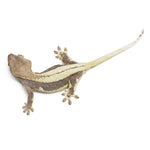 Lilly White Crested Gecko