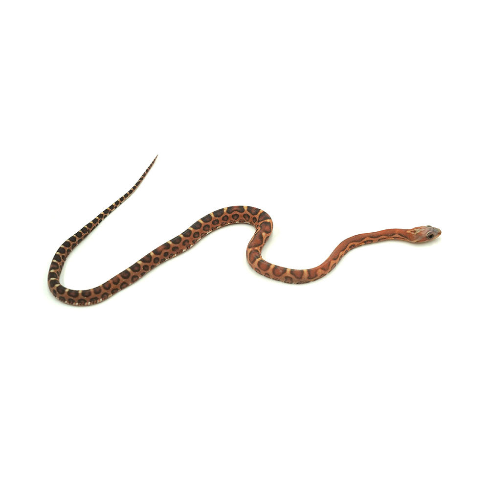 Scaleless Corn Snake