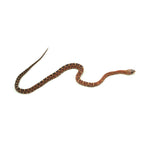 Scaleless Corn Snake