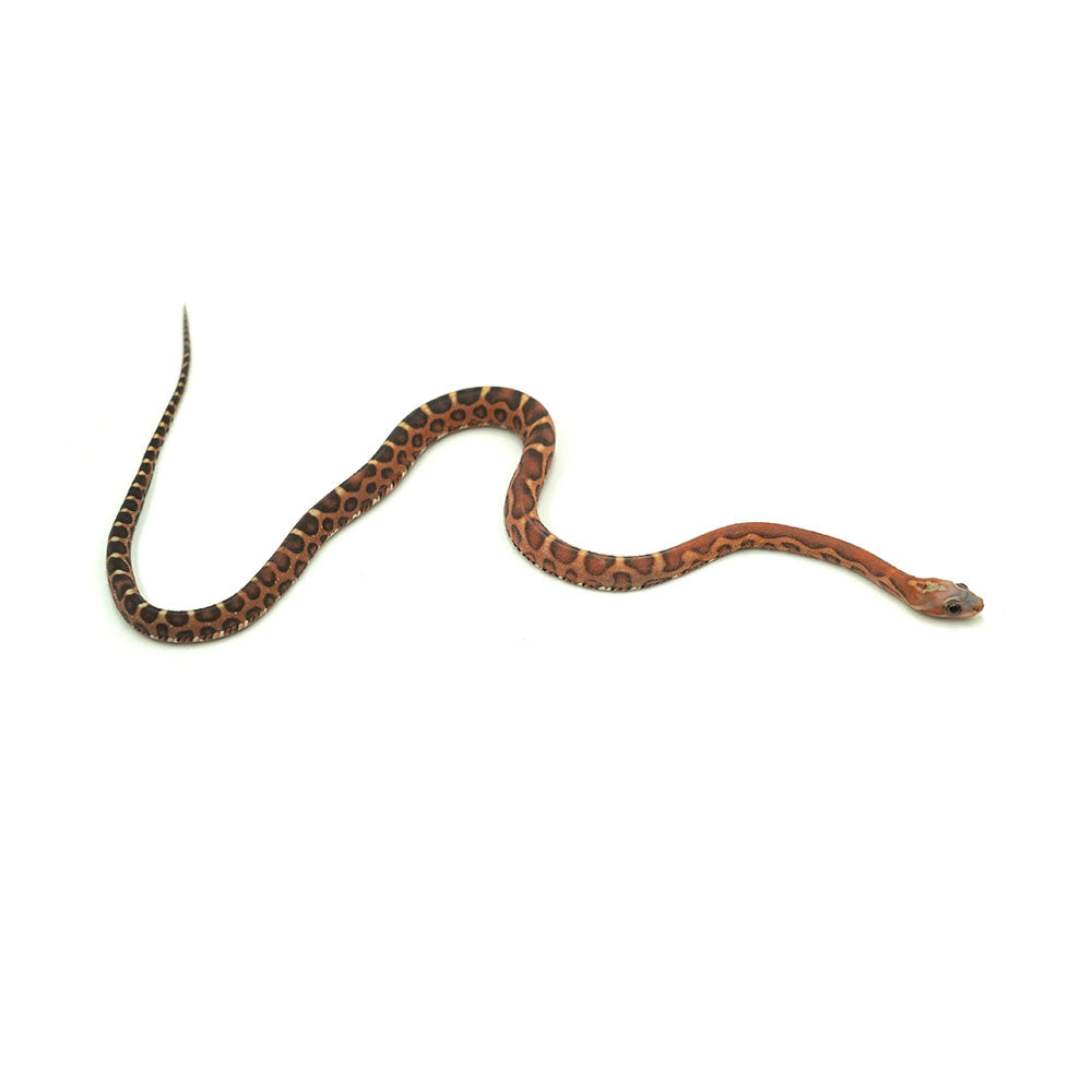 Scaleless Corn Snake