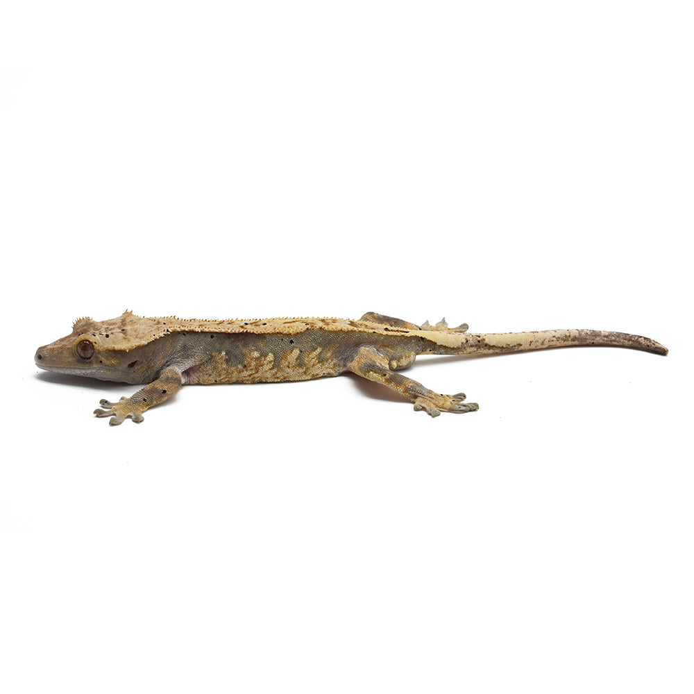Mixed Morph Crested Gecko