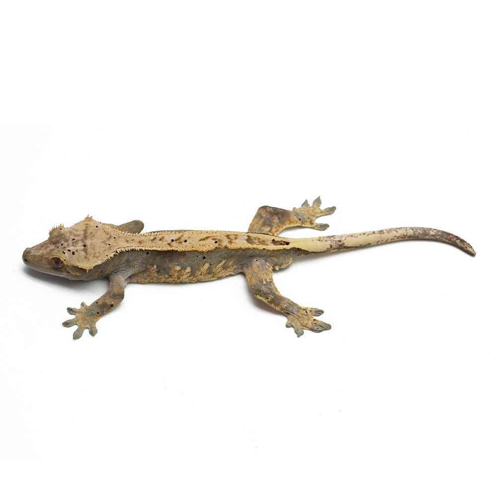 Mixed Morph Crested Gecko