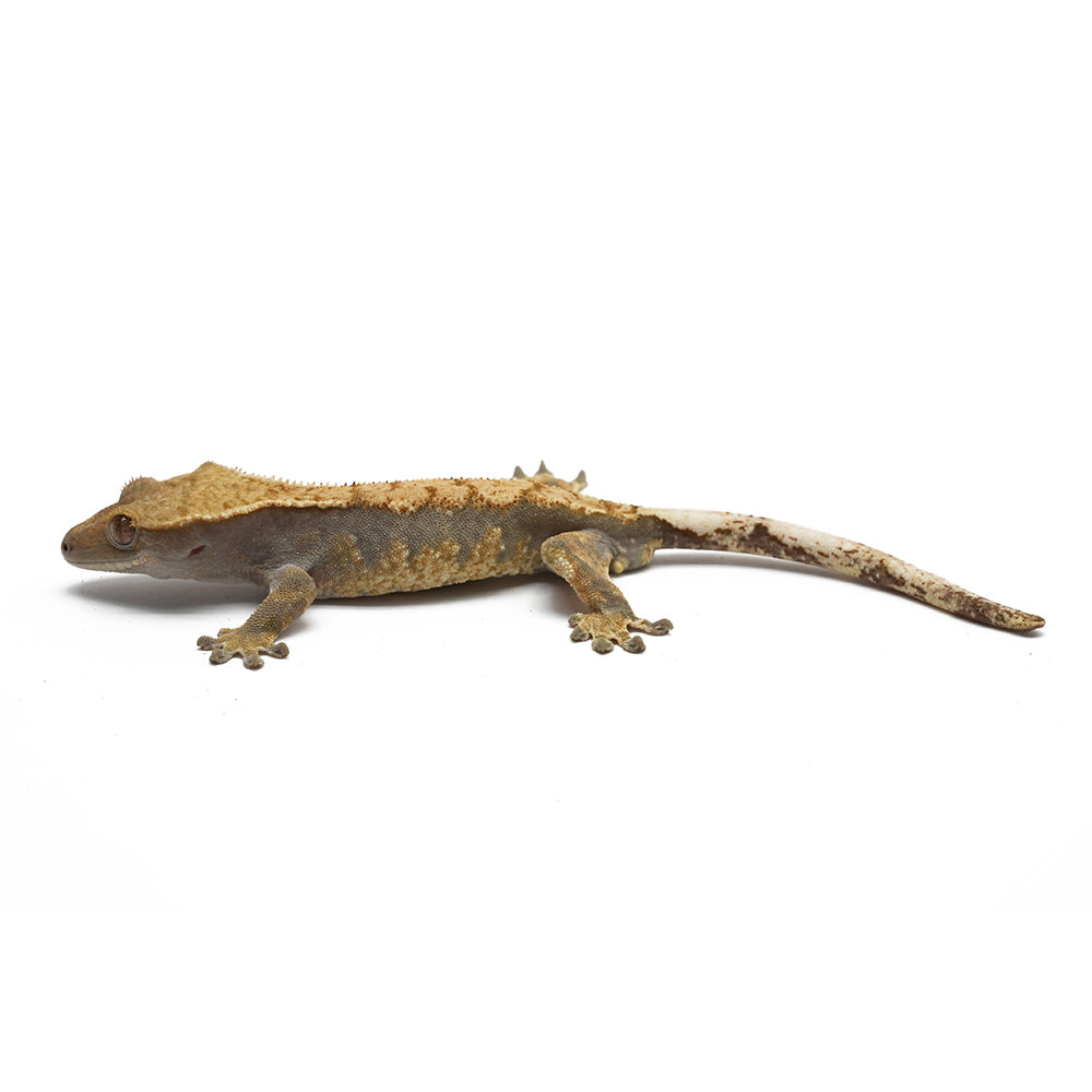 Mixed Morph Crested Gecko