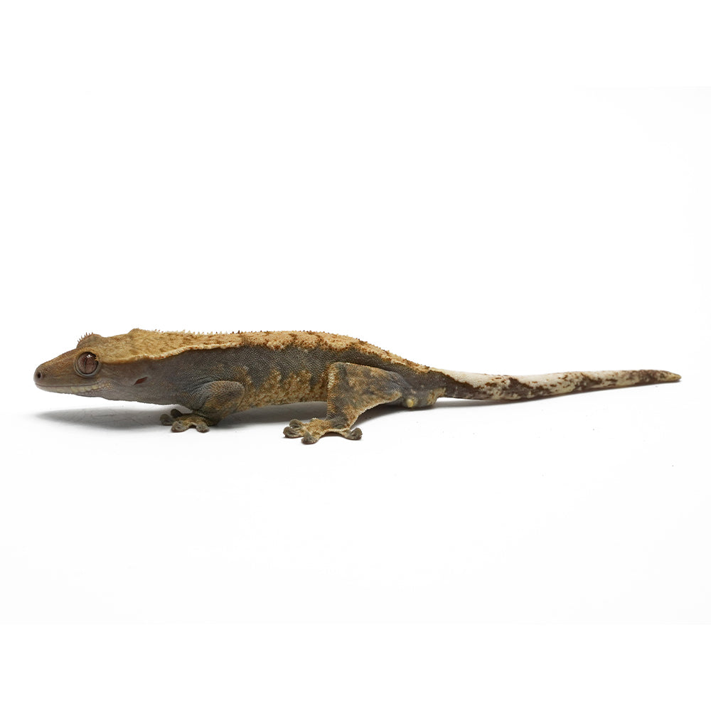Mixed Morph Crested Gecko