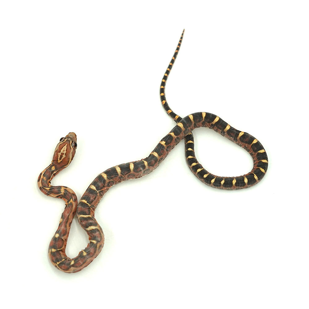 Scaleless Corn Snake