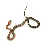 Scaleless Corn Snake