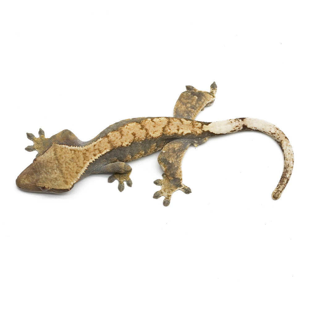 Mixed Morph Crested Gecko