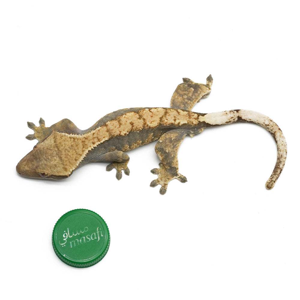 Mixed Morph Crested Gecko