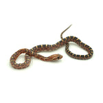 Scaleless Corn Snake