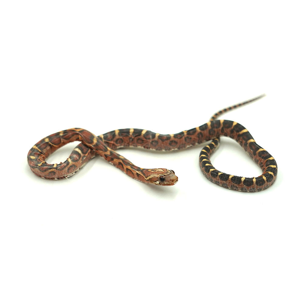 Scaleless Corn Snake