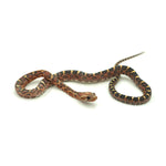 Scaleless Corn Snake