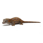 Gargoyle Gecko High Color