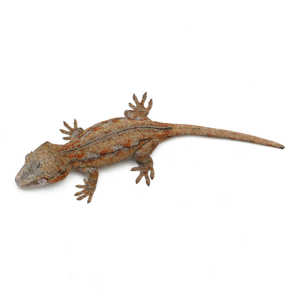Gargoyle Gecko High Color