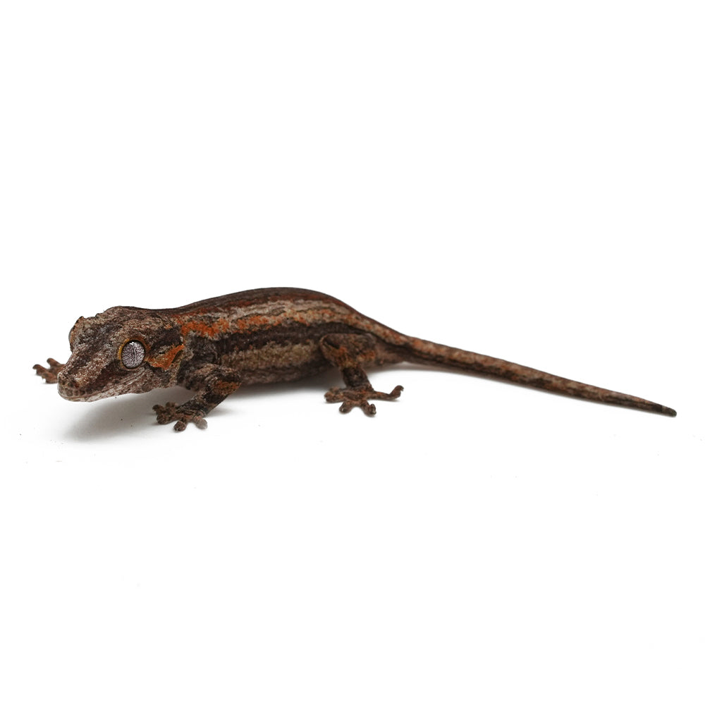 Gargoyle Gecko High Color